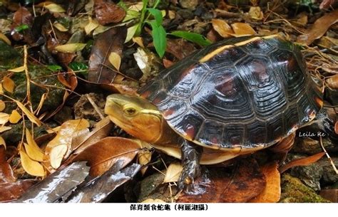 食蛇龜會咬人嗎|被忽視的一級保育類｜瀕危龜如何存續：食蛇龜、柴棺龜的野外危 